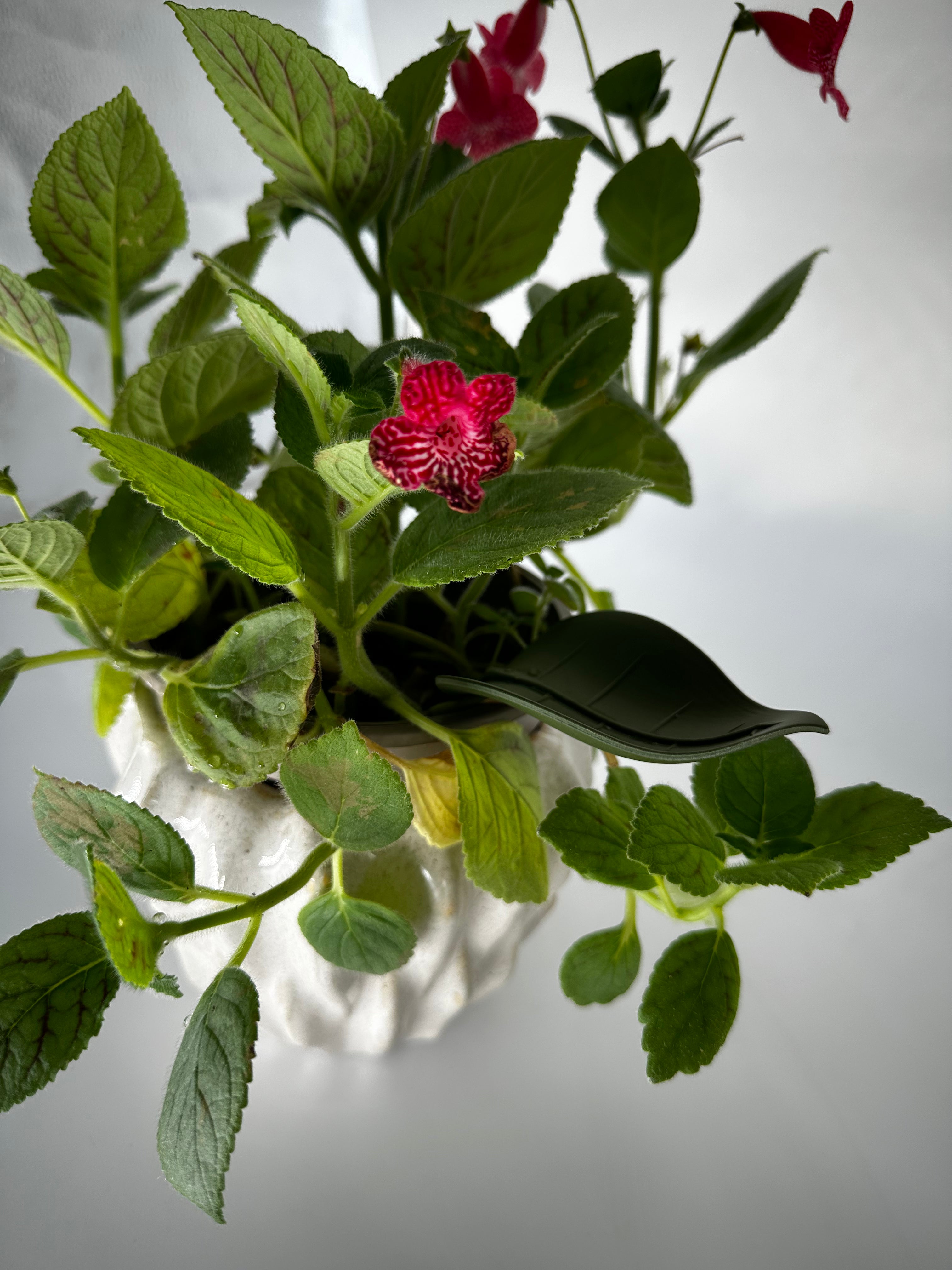 Vattna Enkelt - Löv